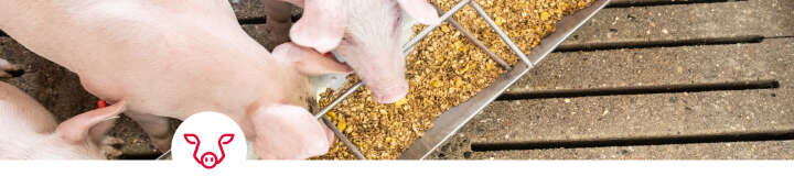 einstiegsbanner schwein Blattivit Protein spart Futterkosten einstiegsbanner schwein Blattivit Protein spart Futterkosten